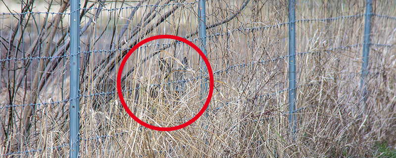 Ein Reh steht hinter dem ASP-Zaun